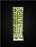 Dark Green Tufts 2mm